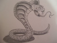 /album/disegni/serpente1-jpg/